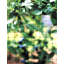 Sac pour filet de protection pour plantes et étang 14 pi x 14 pi noir-129907521