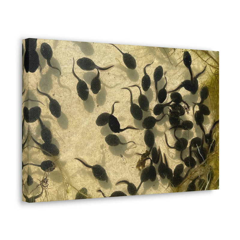 No Frame Print on Canvas, 27.94cm H x 35.56cm W
