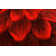 Andreoni Floral Indoor Rug