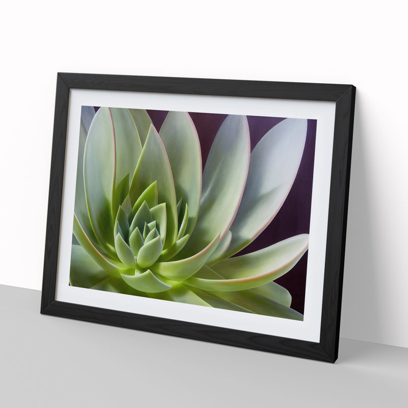 Interesting Succulent Plant - Framed Print, Black, 46cm H x 64cm W x 2cm D