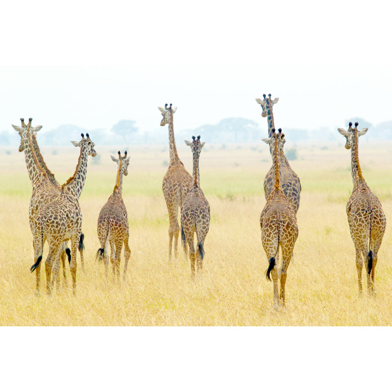 Herd Of Giraffes by MattiaATH - Wrapped Canvas Print, 61cm H x 91cm W