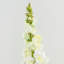 Real Touch Snapdragon Faux Floral-24581443