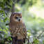  Hibou brun sur une branche | Statue d'oiseau décorative fabriquée à la main pour la maison et le jardin | Polyrésine de qualité supérieure, décor intérieur / extérieur résistant aux intempéries