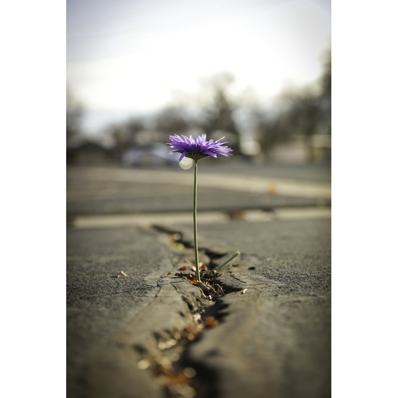 Flower Growing Out Of Asphalt by Pick-uppath - Print, 46cm H x 30cm W