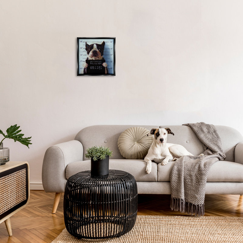 Boston Terrier Jail reconnu coupable Mugshot, H 18 po x l 18 po, Cadre flottant noir de jais
