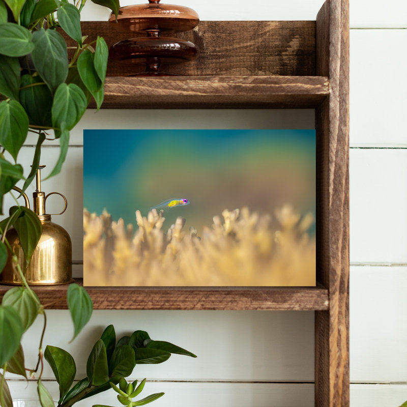 Vibrant Little Reef Fish Colorful Delicate Peaceful Fish Nature Ocean Wall Art Print 1 Piece Wrapped Canvas Wall Art