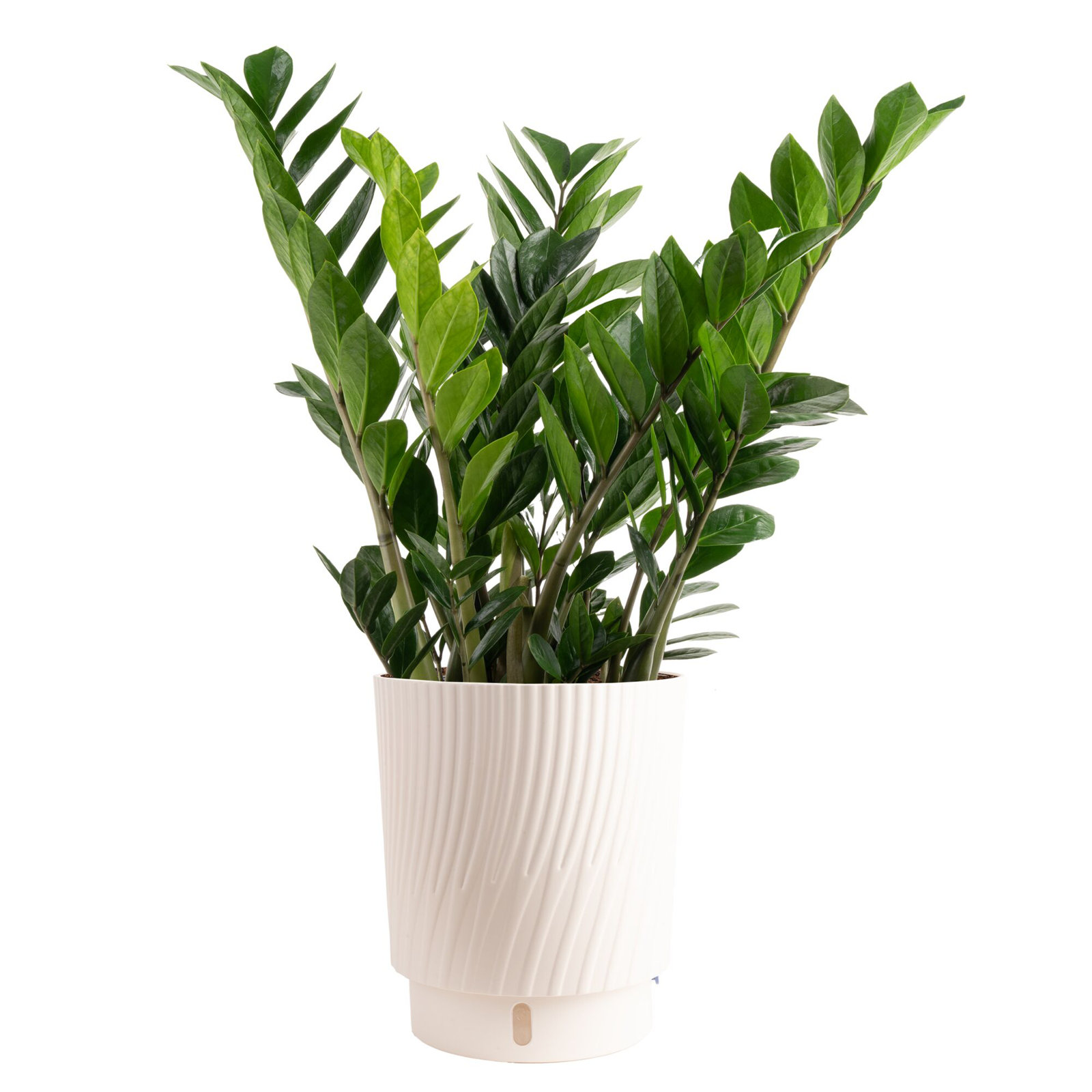 Costa Farms Zamioculcas Zamiifolia ZZ Plant