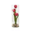 Red Tulips Within Glass Vase