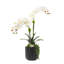 Orchid Floral Arrangement in Pot