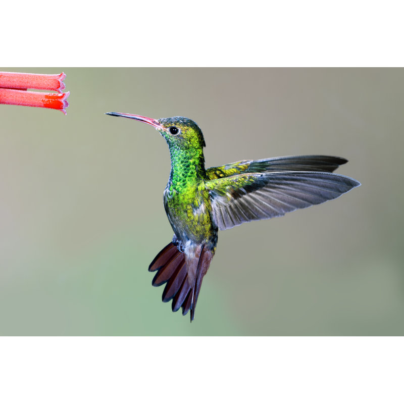 «Rufous Tailed Hummingbird» par Drferry, impression sur toile tendue, L 12 po x H 8 po