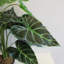 152.4cm Faux Plant in Pot Liner