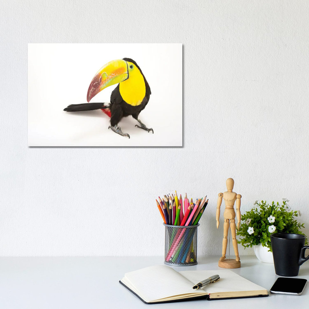 A Keel-Billed Toucan At Tracy Aviary von Joel Sartore - Gallery-Wrapped Canvas Giclée on Canvas