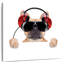 Bouledogue français Bramoph audiophile-109209944