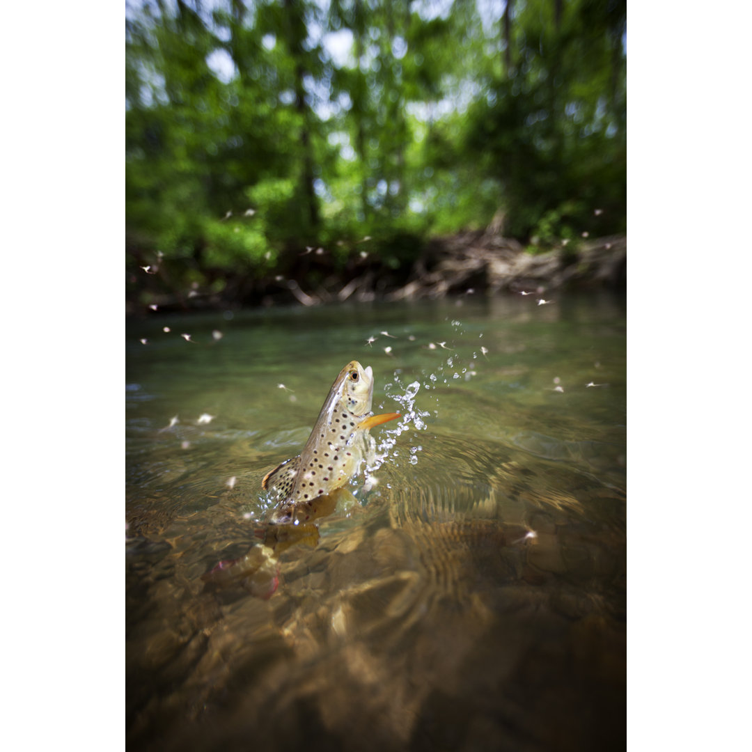 Bachforelle Springen von grapher - Leinwandbild