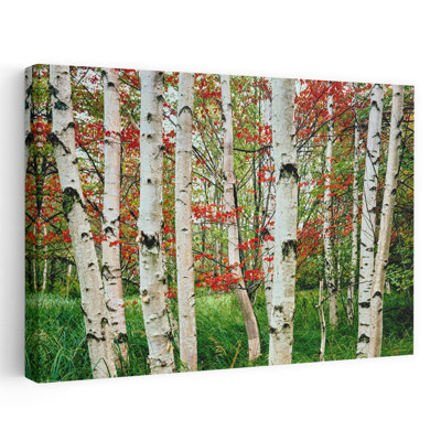 Birch Trees In Autumn Acadia National Park Maine Usa Abstract Contemporary Forest Landscape Art