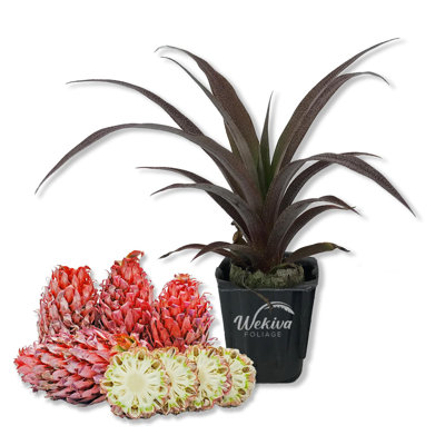 Cathy Ornamental Pineapple Plant - Live Starter Plant in a 2 Inch Pot - Ananas Nanus - Non-Edible Ornamental Fruit Tree for The Patio and Garden