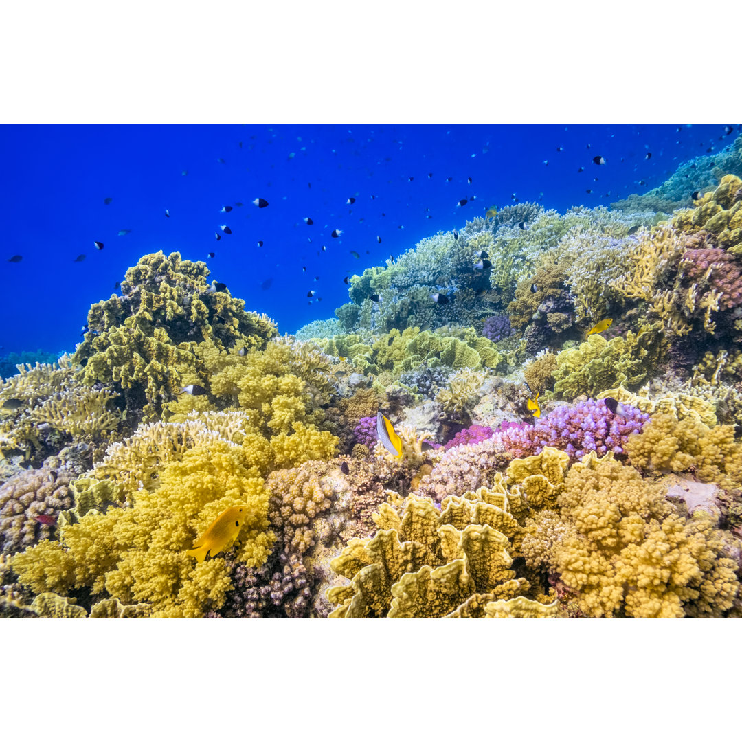 Wunderschönes tropisches Korallenriff am Roten Meer von Cinoby - Druck ohne Rahmen auf Leinwand