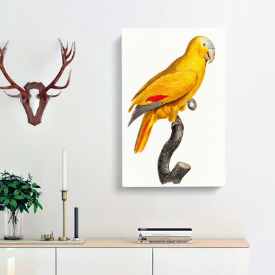 Golden Parrot by F. Levaillant - Wrapped Canvas Painting