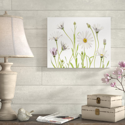 " Cape Daisies "