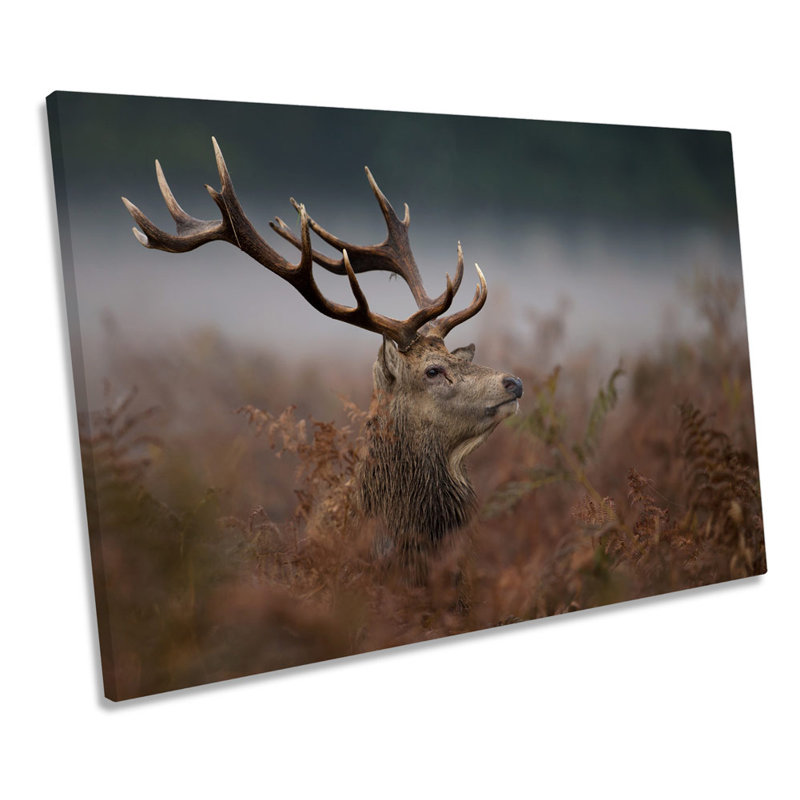 Wild Stag Deer - Wrapped Canvas Print, 61cm H x 91.4cm W x 4cm D