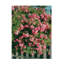 «Bethany Young Cannon Beach», art sur toile-103093740