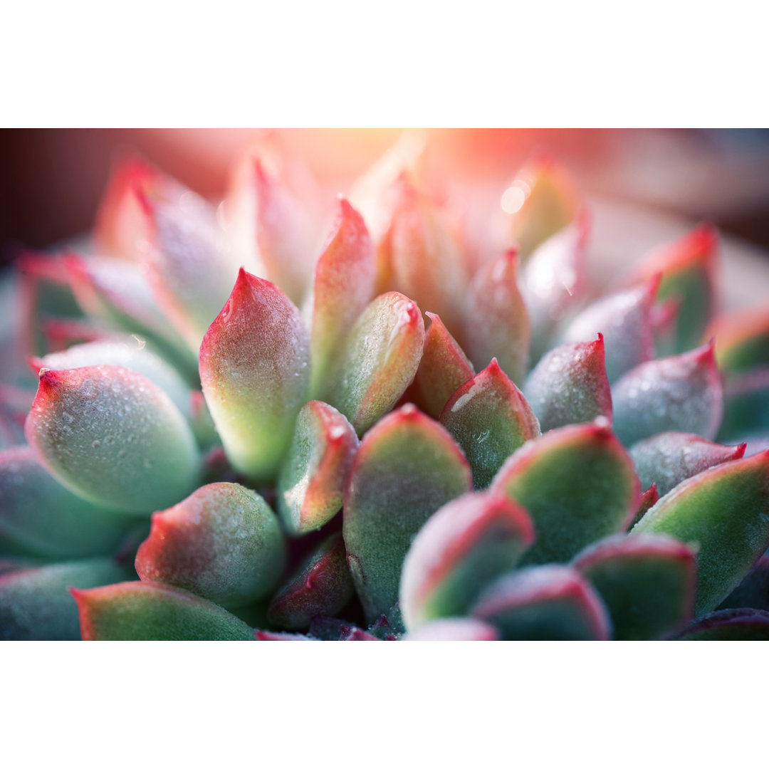 Close Up Of Succulent Plant Background von Hudiemm - Wrapped Canvas Art Prints