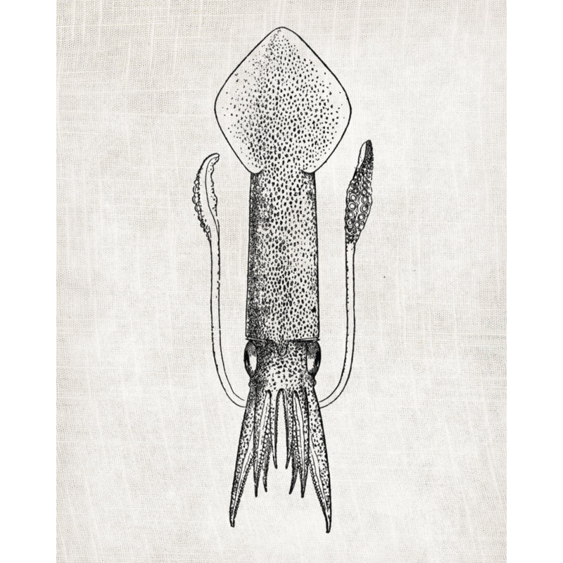 Squid Linen - Print on Canvas, 76 cm H x 51 cm W, Black Floater Framed