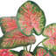 8 plantes