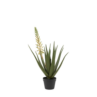 Aloe Potted Plant with Flower