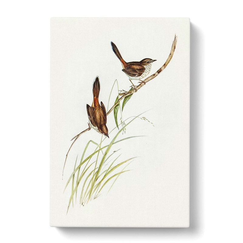 Wrens by Elizabeth Gould - Wrapped Canvas, 76cm H x 50cm W x 3cm D