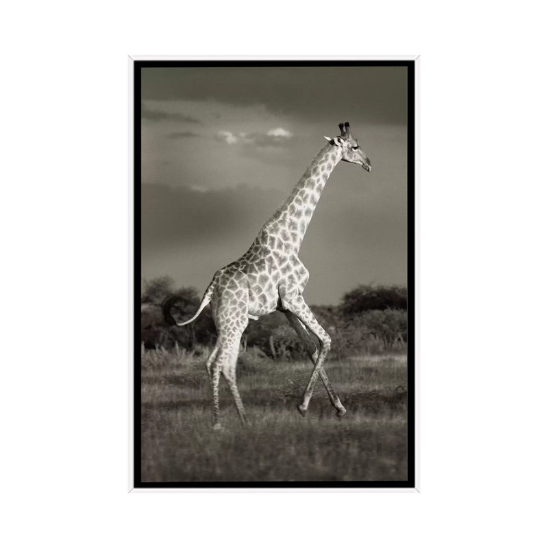 B&W Solitary Giraffe by Klaus Tiedge - Print on Canvas, White Framed, 66.04 cm H x 45.72 cm W