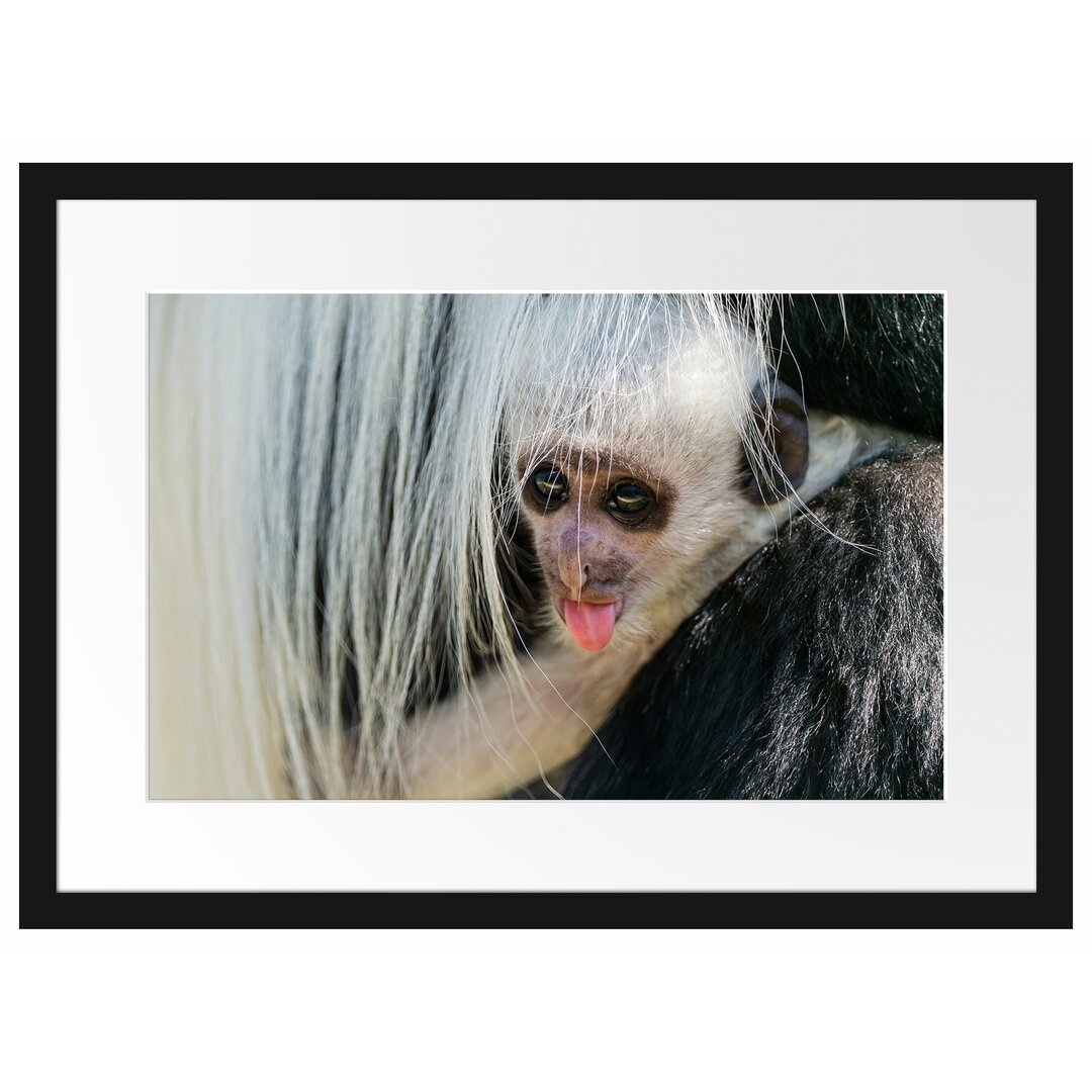 Gerahmtes Poster Kleines Colobus-Äffchen