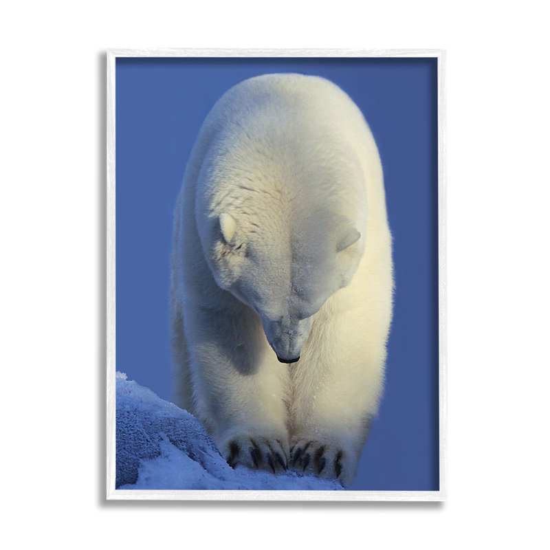 Ours polaire par Shane Lamb, H 14 po x l 11 po x P 1,5 po, Giclée encadrée blanc bord de mer