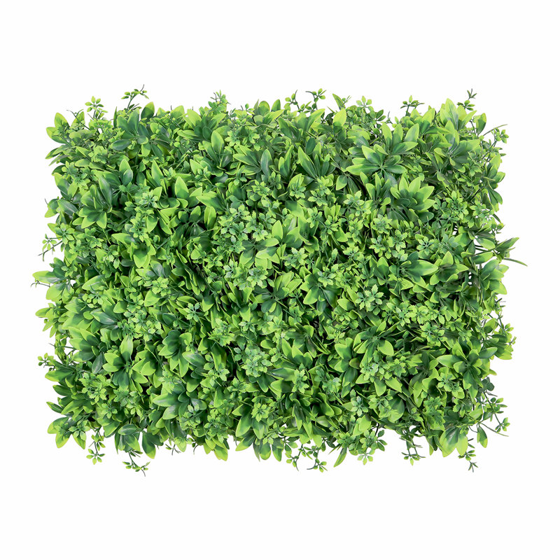 Écran d'intimité 24 po Schefflera