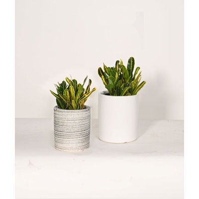 Upshining Live Foliage Plant in Ceramic Pot