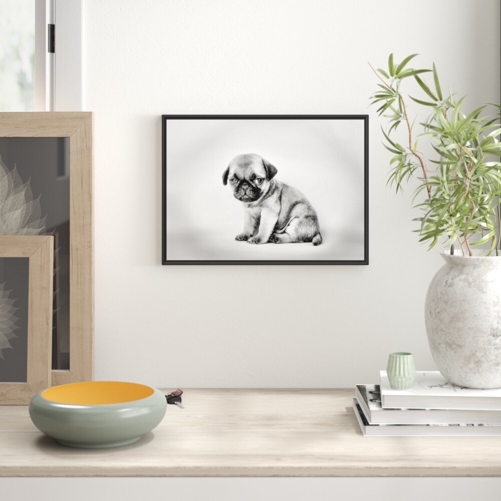 Gerahmtes Wandbild Kleiner Hundewelpe Mops