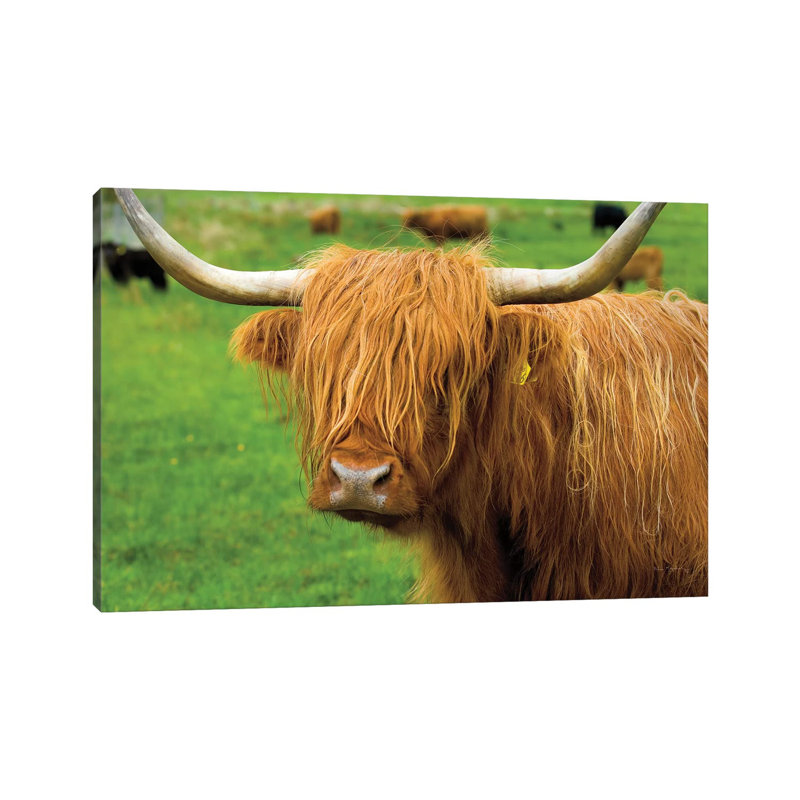 Scottish Highland Cattle I by Alan Majchrowicz - Wrapped Canvas Gallery-Wrapped Canvas Giclée, 30.48 cm H x 45.72 cm W