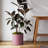 Modern Plastic Indoor/Outdoor Round Planter with Saucer-580336424-537849383