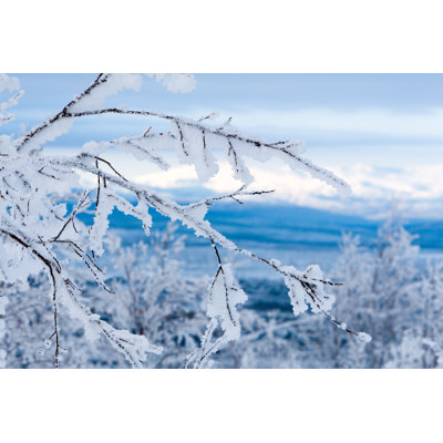 Snowy Twigs - Wrapped Canvas Print