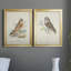 Hawk Owl - ensemble de 2 peintures sur toile encadrées-178982312-178982316