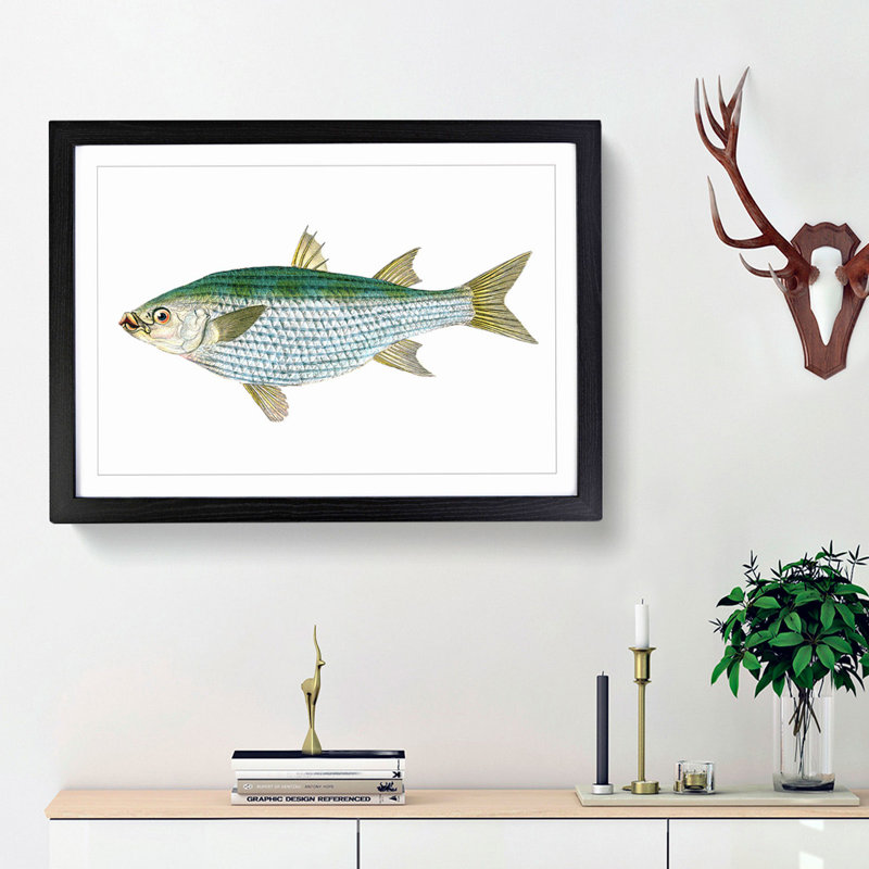 Mullet Fish by Edward Donovan - Picture Frame Painting Print, 36cm H x 48cm W x 2cm D, Black Framed