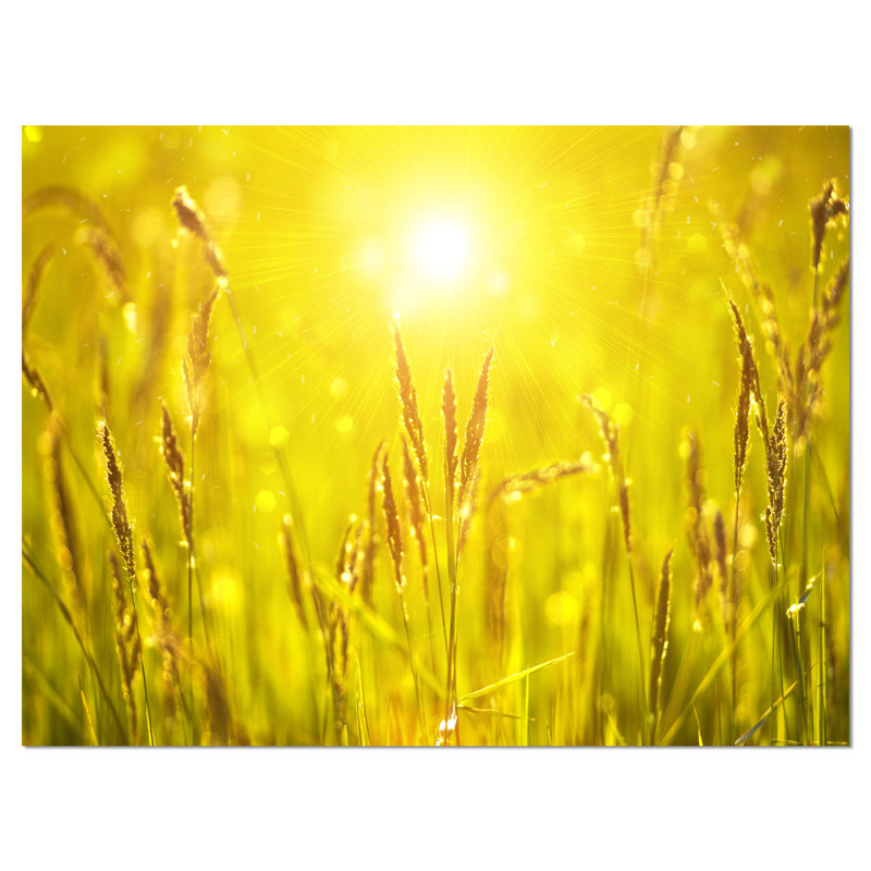 «Yellow Grass Flower at Sunset», reproduction de photo sur toile tendue, H 30 po x l 40 po