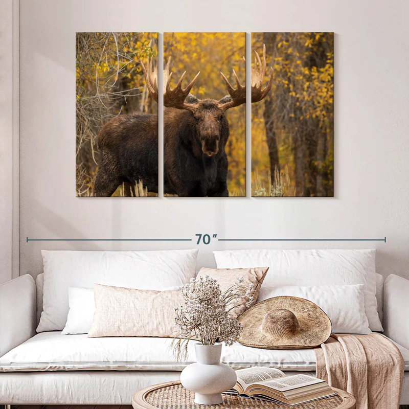 Shiras Bull Moose, H 32 po x l 50 po