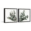 Fleur d'eucalyptus-80548832