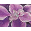 Napperon en mauve à motif de fleurs mauves | Home Decor Essential