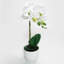 Centres de table orchidées phalaenopsis en pot-1994886774-1996288491