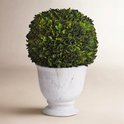 Alby 12" Boxwood Topiary in Vase