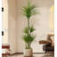 Arbre de dragon haut de gamme Bionic Green Plant