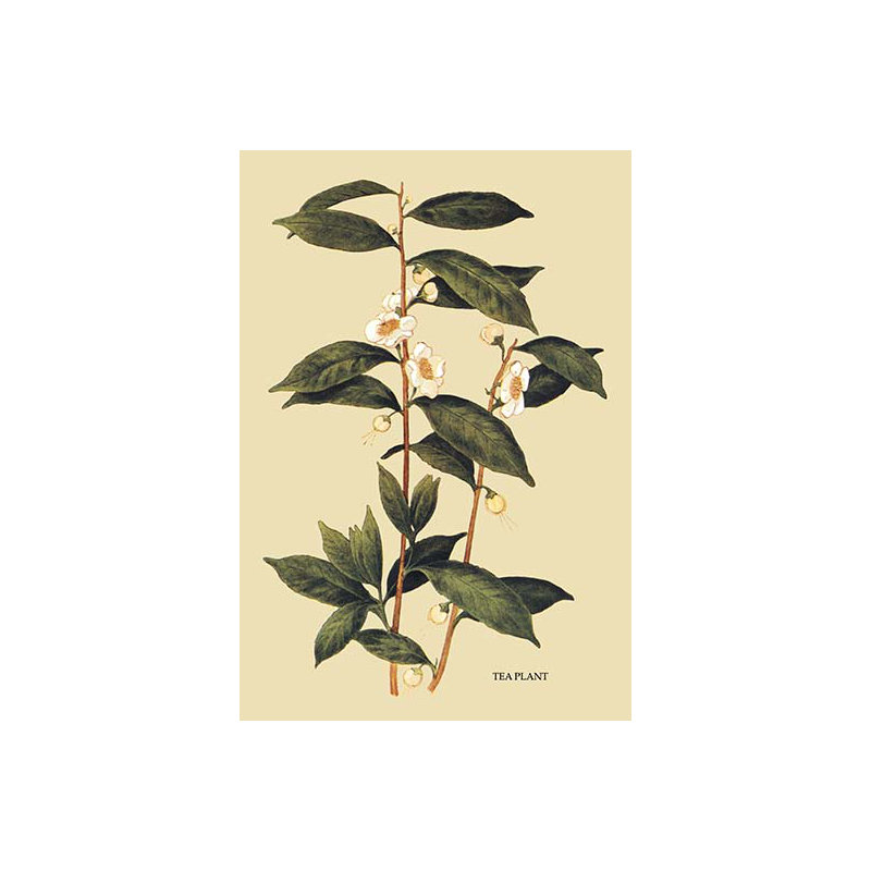 Tea Plant Painting Print