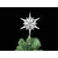 Decorations d'arbres